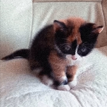 «little kitten» — альбом Sinalyx