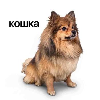Обложка «Кошка» — Lida