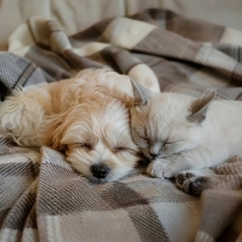 Обложка «Песни Для Кошек. Музыка Для Котов. Музыка Для Кошек. Колыбельная Для Кошек. Песни Для Собак. Музыка Для Животных. Музыка Для Собак. Колыбельная Для Собак. Зву» — Музыка для собак, Музыка для животных, Колыбельная для собак, Музыка для кошек, Собачья музыка