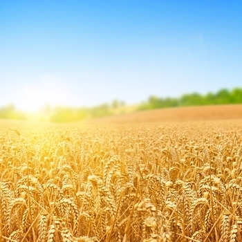 Оформление подборки «Fields Of Gold»